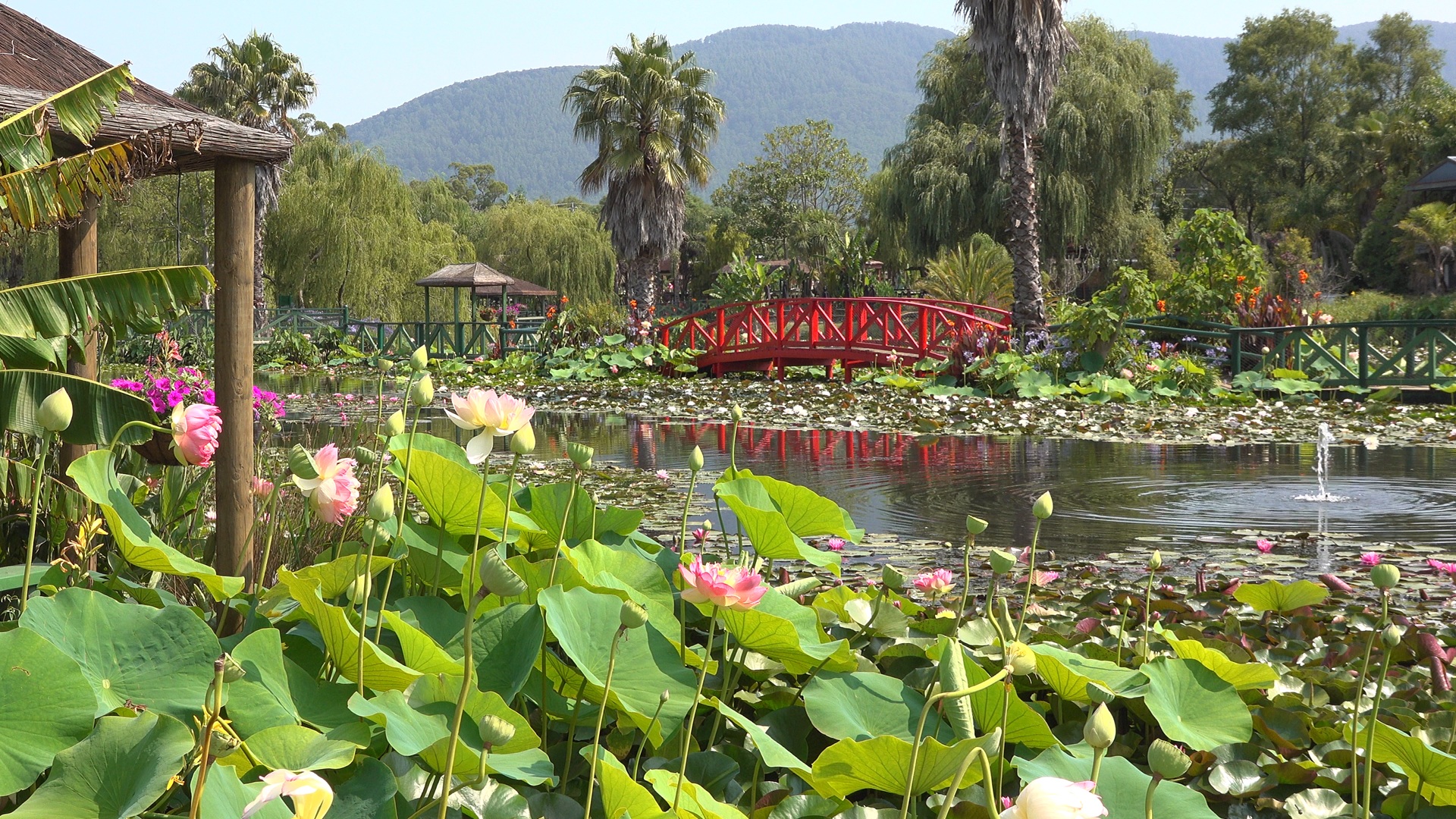 Blue Lotus Flower