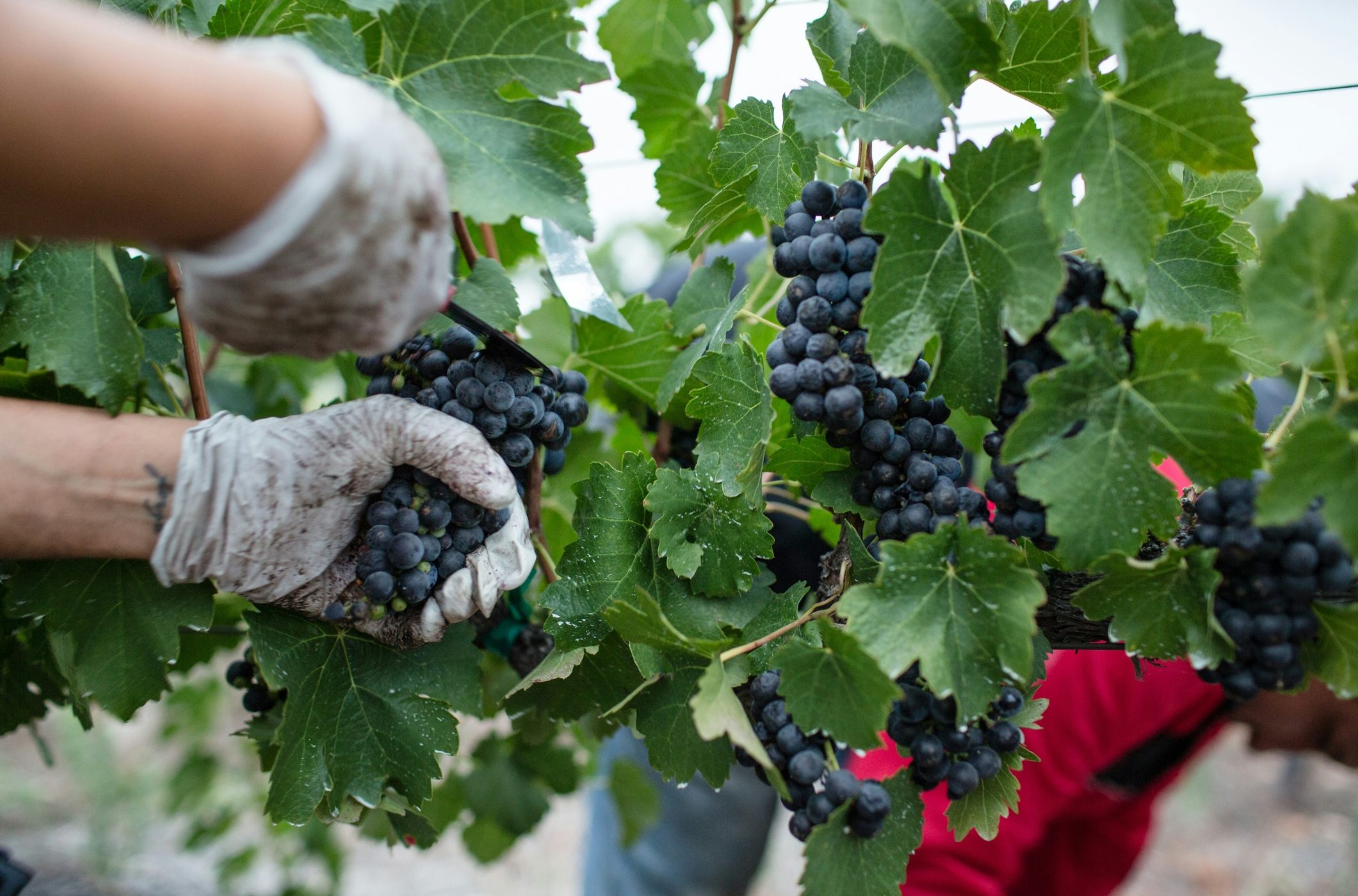 Winery Harvest
