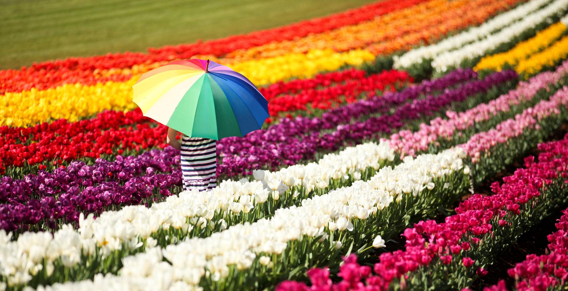 Tesselaar Tulip Festival Yarra Valley Lodge