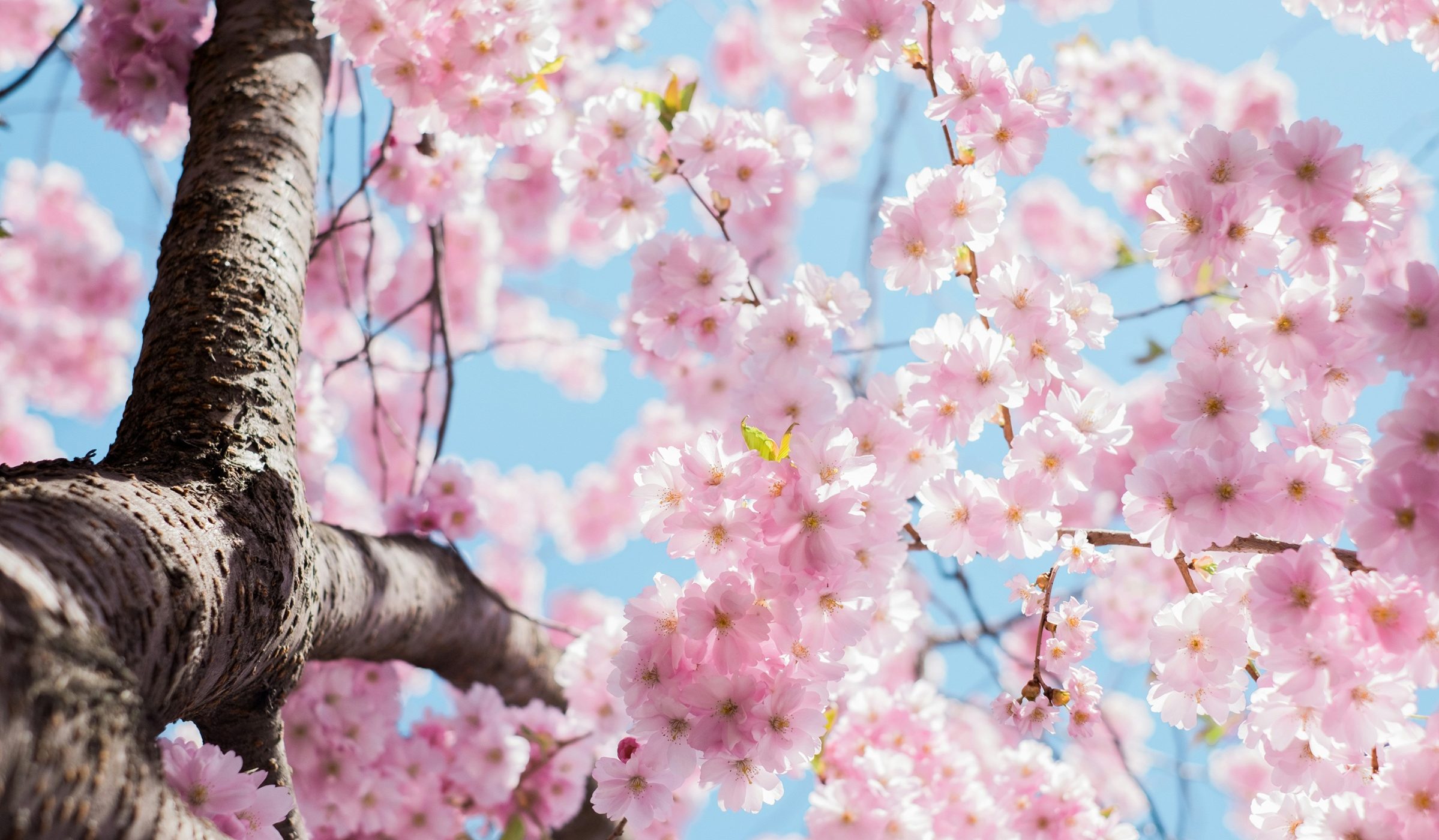 Cherry Blossom