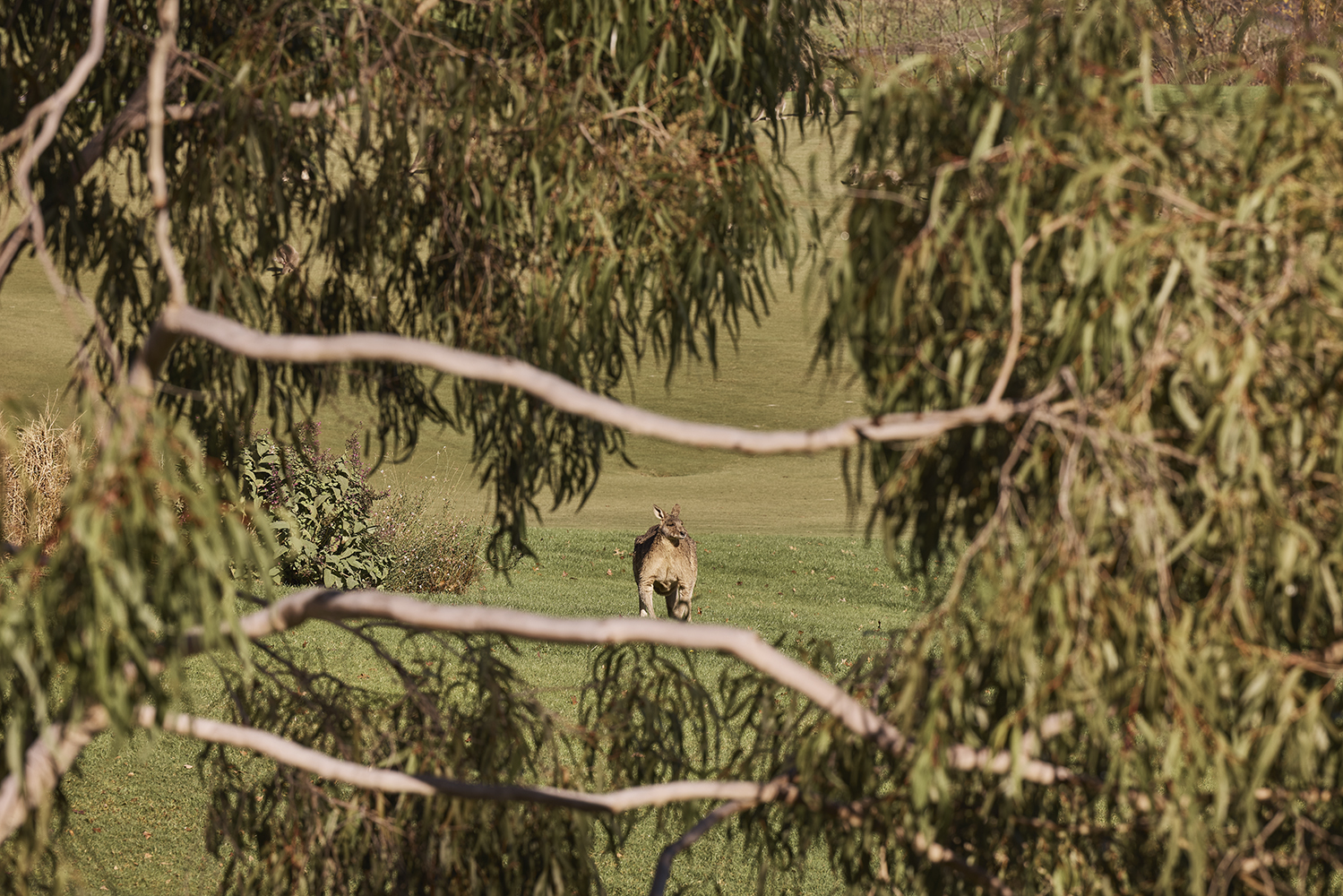 Kangaroos at Yarra Valley Lodge