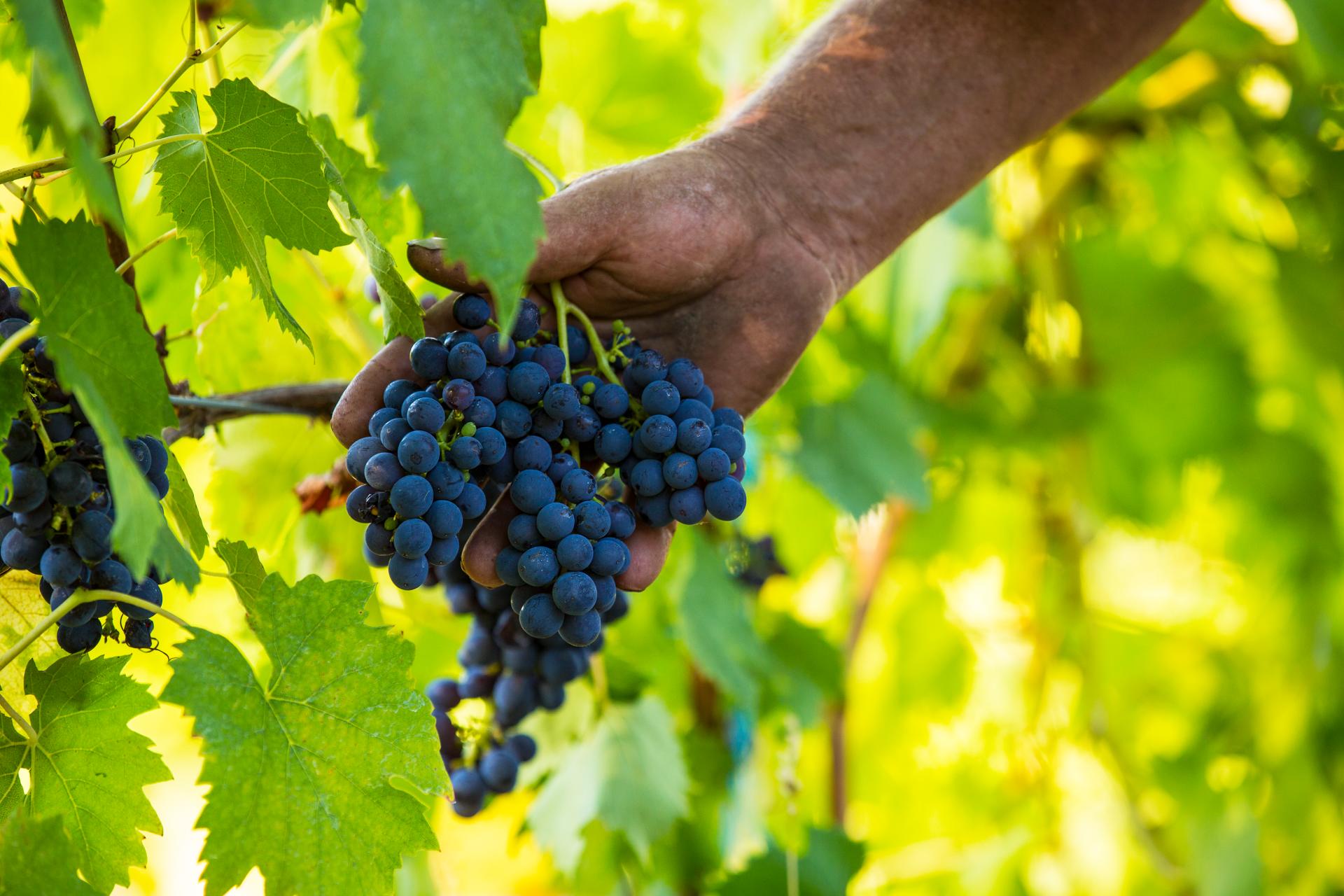 Grapes at Yarra Valley Winery