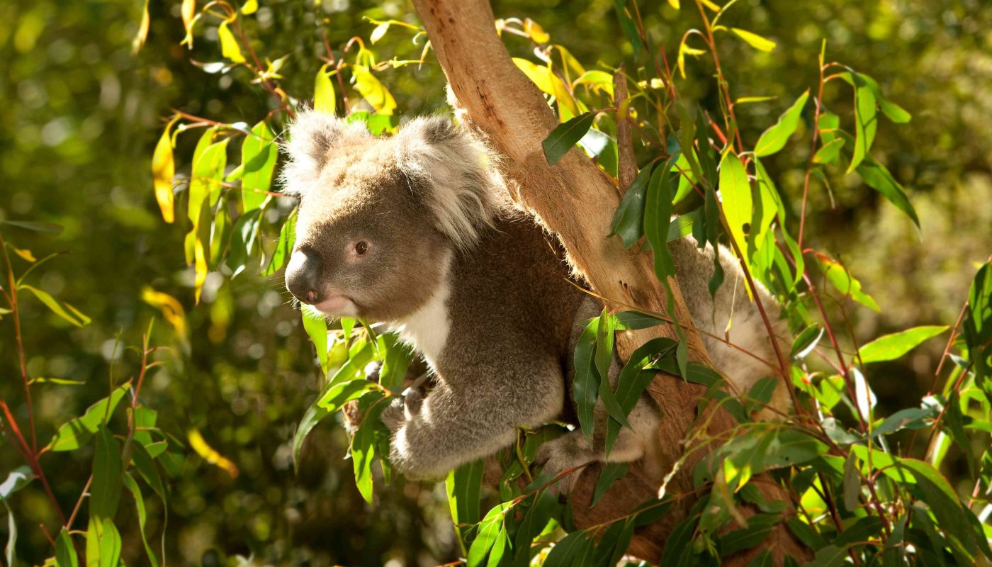 A koala clings to a tree trunk among sunlit green leaves.