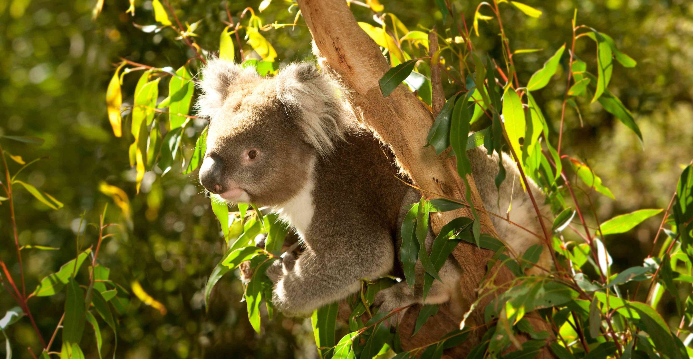 Healesville Sanctuary Stay | Save 15%