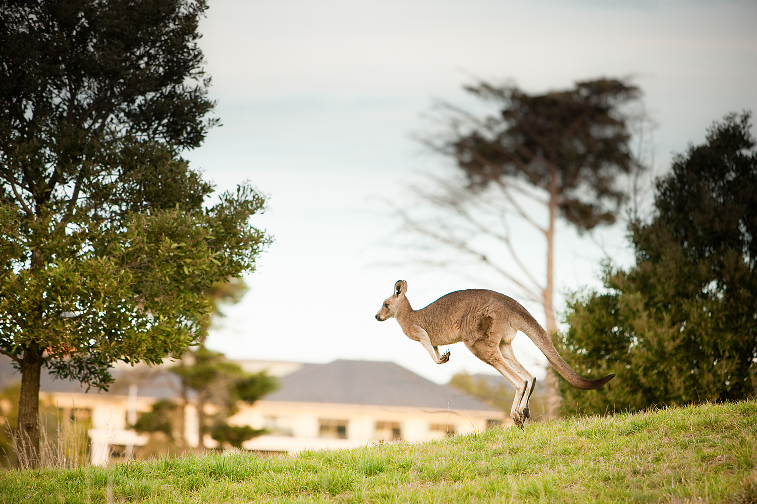 A kangaroo bounds across a grassy lawn, with trees and low buildings in the background.